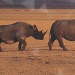 Project to Protect Rhino by Tracking People